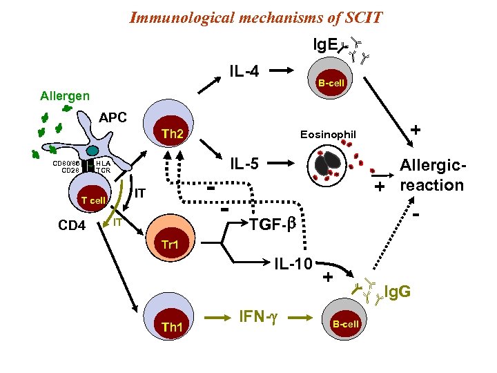 Immunological mechanisms of SCIT Ig. E IL-4 B-cell Allergen APC Th 2 CD 80/86