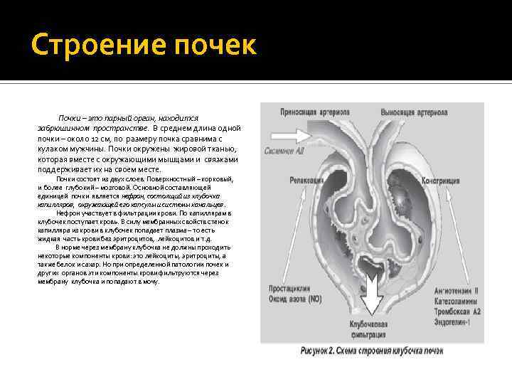 Строение почек Почки – это парный орган, находится забрюшинном пространстве. В среднем длина одной