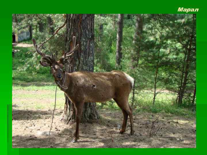 Марал 