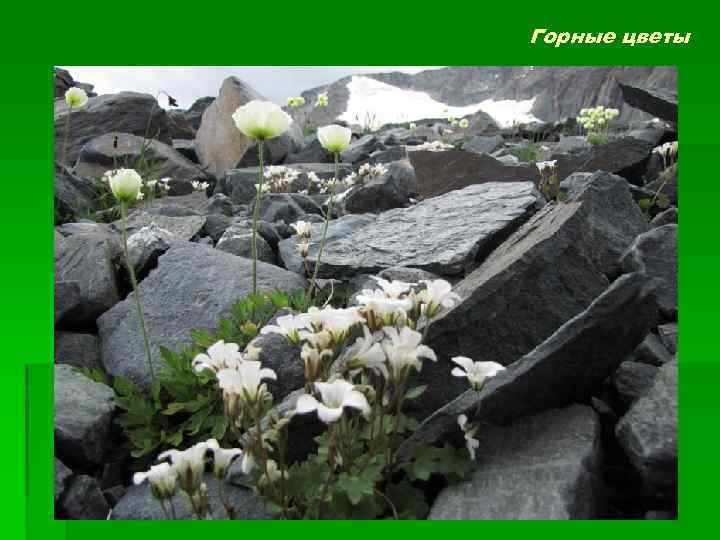 Горные цветы 