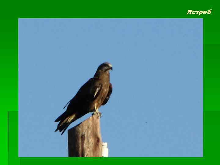 Ястреб 