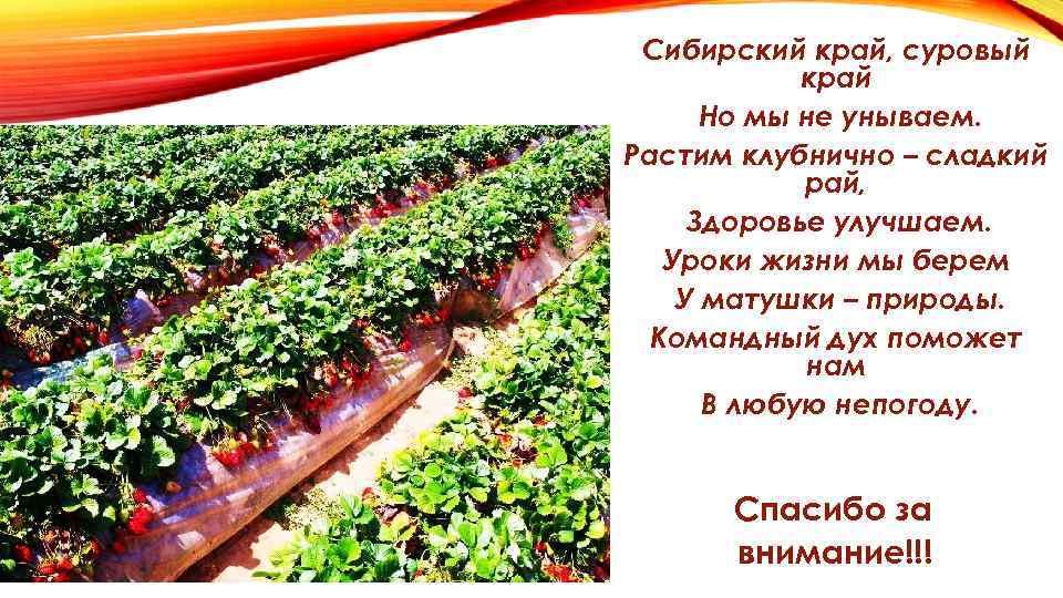 Сибирский край, суровый край Но мы не унываем. Растим клубнично – сладкий рай, Здоровье