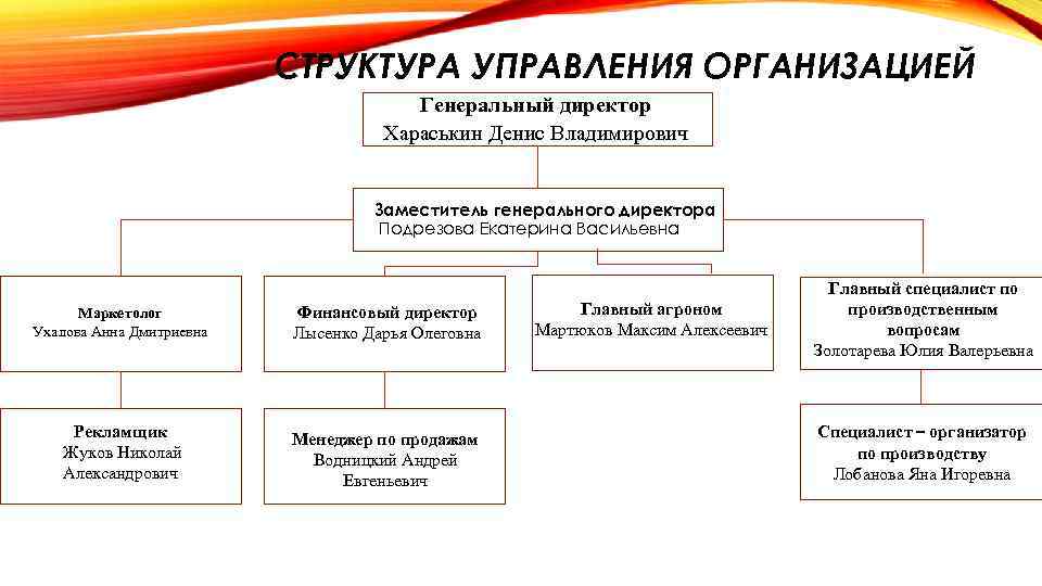 СТРУКТУРА УПРАВЛЕНИЯ ОРГАНИЗАЦИЕЙ Генеральный директор Хараськин Денис Владимирович Заместитель генерального директора Подрезова Екатерина Васильевна