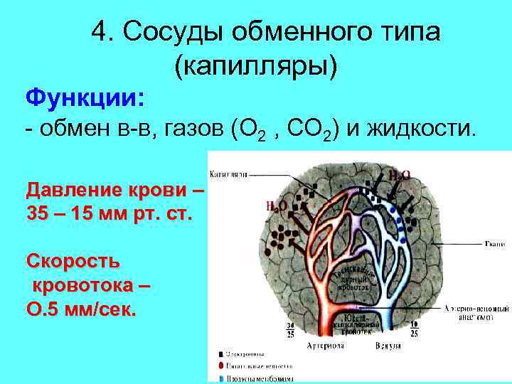 4. Сосуды обменного типа (капилляры) Функции: - обмен в-в, газов (О 2 , СО