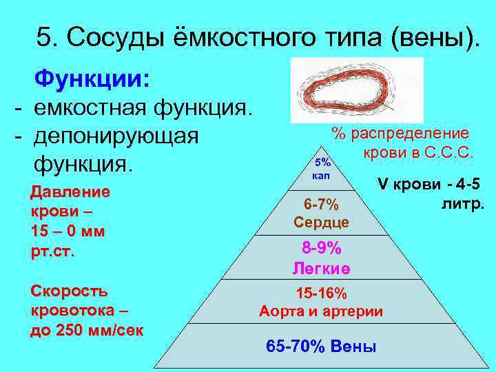 5. Сосуды ёмкостного типа (вены). Функции: - емкостная функция. - депонирующая функция. Давление крови