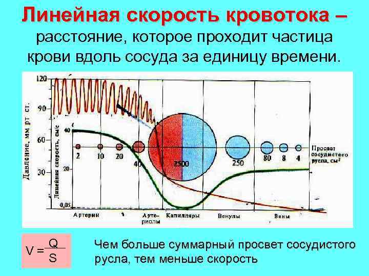 Линейная скорость кровотока – расстояние, которое проходит частица крови вдоль сосуда за единицу времени.