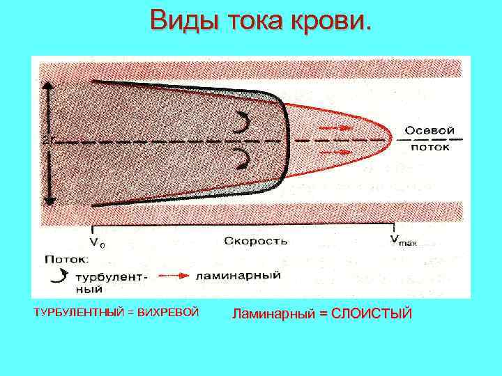 Виды тока крови. ТУРБУЛЕНТНЫЙ = ВИХРЕВОЙ Ламинарный = СЛОИСТЫЙ 