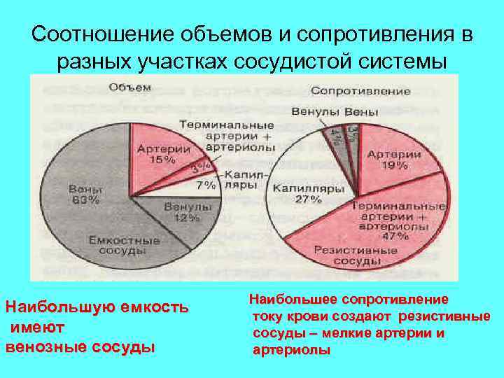 Соотношение объемов и сопротивления в разных участках сосудистой системы Наибольшую емкость имеют венозные сосуды