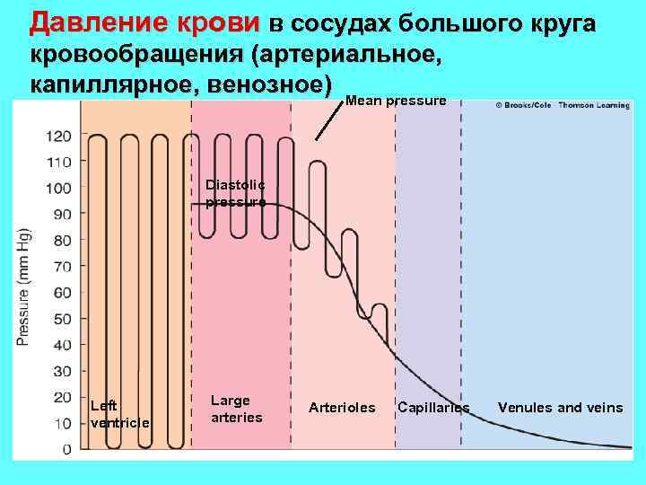 Давление крови в сосудах большого круга кровообращения (артериальное, капиллярное, венозное) Mean pressure Diastolic pressure