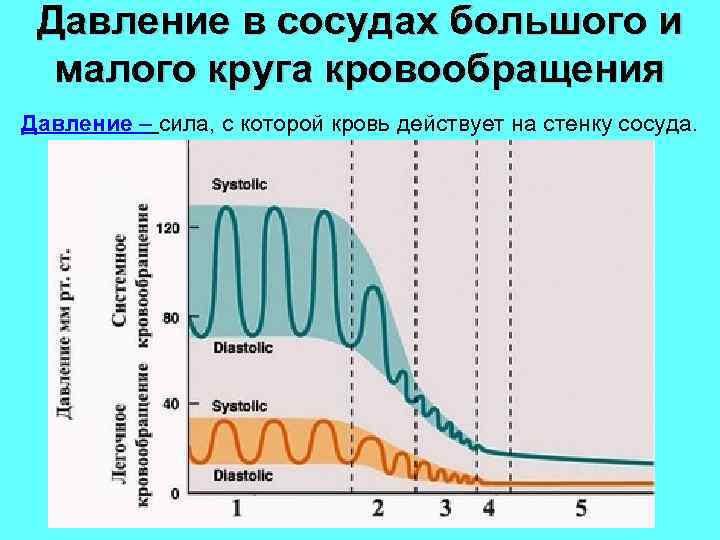 Давление в сосудах большого и малого круга кровообращения Давление – сила, с которой кровь