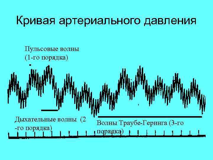 Кривая артериального давления Пульсовые волны (1 -го порядка) Дыхательные волны (2 -го порядка) Волны