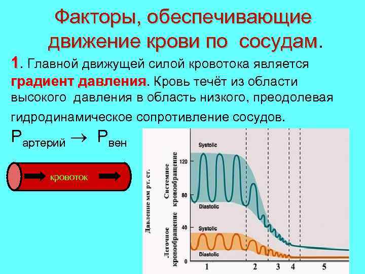 Факторы, обеспечивающие движение крови по сосудам 1. Главной движущей силой кровотока является градиент давления.