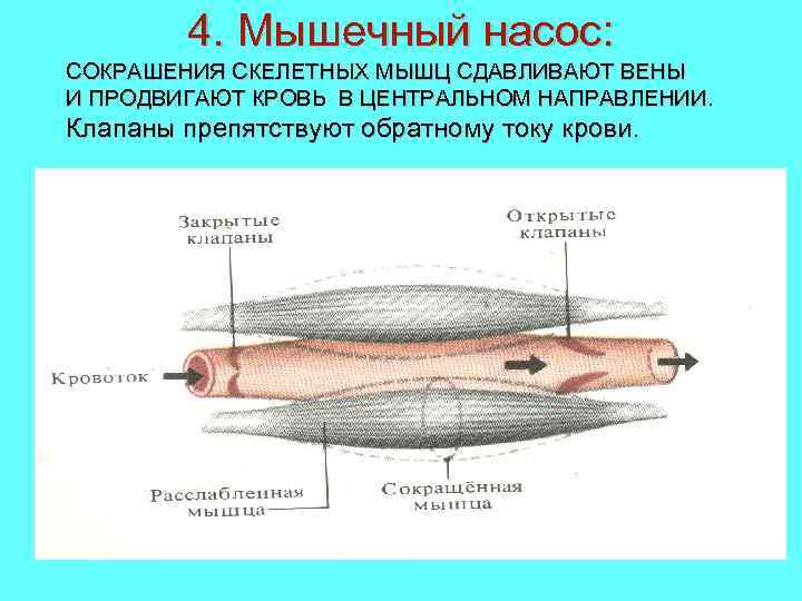 4. Мышечный насос: СОКРАШЕНИЯ СКЕЛЕТНЫХ МЫШЦ СДАВЛИВАЮТ ВЕНЫ И ПРОДВИГАЮТ КРОВЬ В ЦЕНТРАЛЬНОМ НАПРАВЛЕНИИ.