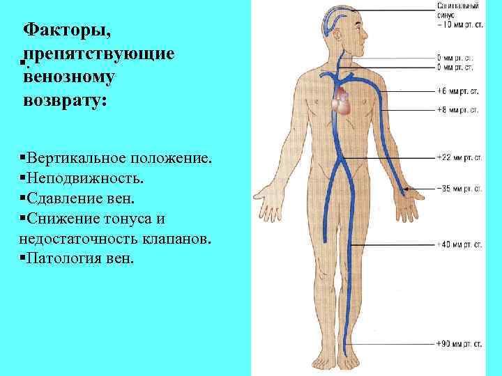 Факторы, препятствующие §. венозному возврату: §Вертикальное положение. §Неподвижность. §Сдавление вен. §Снижение тонуса и недостаточность