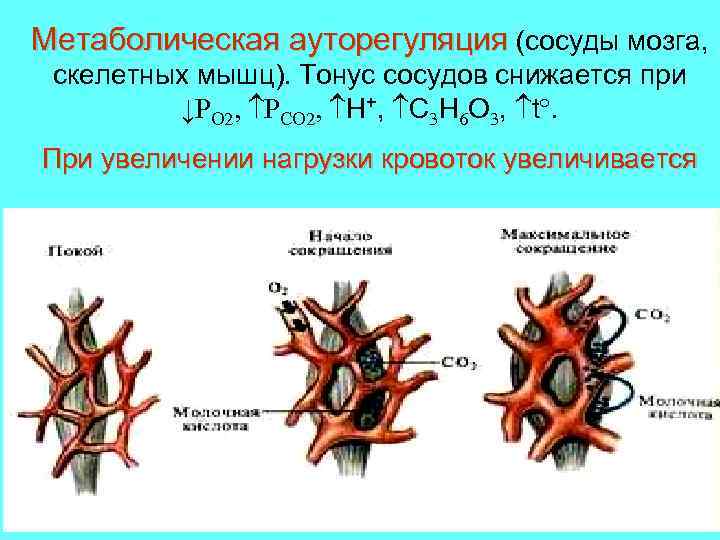 Метаболическая ауторегуляция (сосуды мозга, скелетных мышц). Тонус сосудов снижается при ↓РО 2, РСО 2,