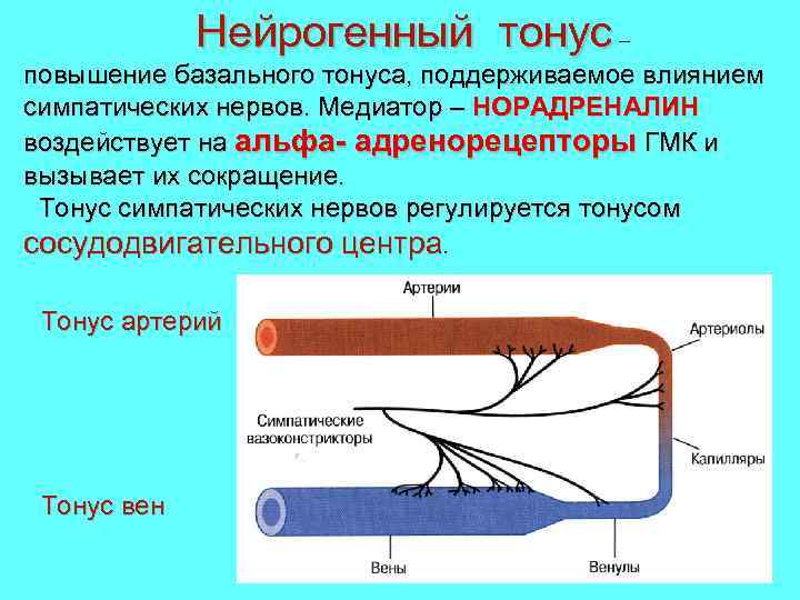 Нейрогенный тонус – повышение базального тонуса, поддерживаемое влиянием симпатических нервов. Медиатор – НОРАДРЕНАЛИН воздействует