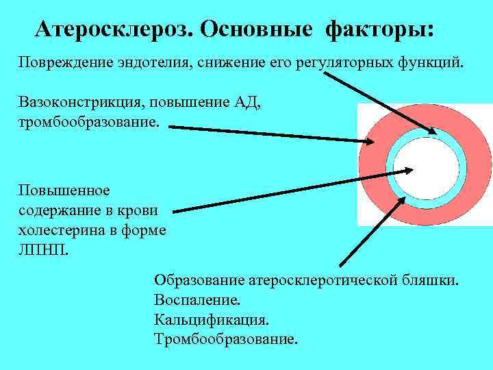 Атеросклероз. Основные факторы: Повреждение эндотелия, снижение его регуляторных функций. Вазоконстрикция, повышение АД, тромбообразование. Повышенное