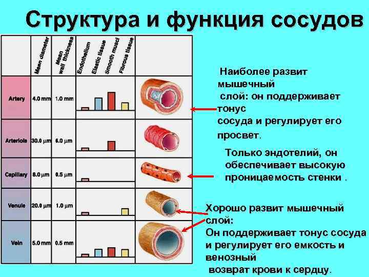 Структура и функция сосудов Наиболее развит мышечный слой: он поддерживает тонус сосуда и регулирует