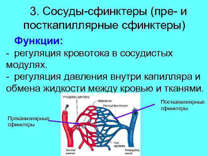 3. Сосуды-сфинктеры (пре- и посткапиллярные сфинктеры) Функции: - регуляция кровотока в сосудистых модулях. -