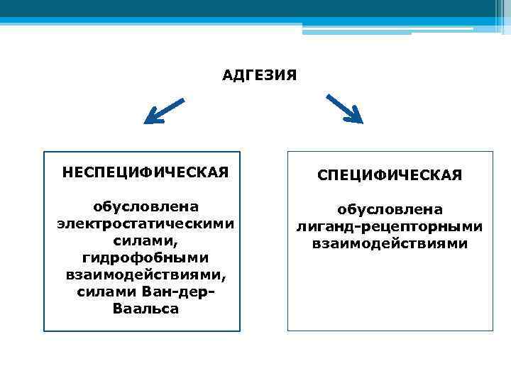 АДГЕЗИЯ НЕСПЕЦИФИЧЕСКАЯ обусловлена электростатическими силами, гидрофобными взаимодействиями, силами Ван-дер. Ваальса обусловлена лиганд-рецепторными взаимодействиями 
