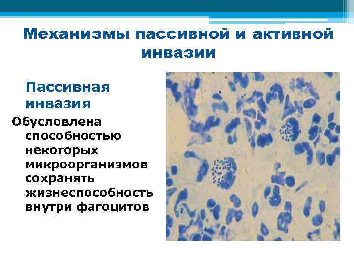 Механизмы пассивной и активной инвазии Пассивная инвазия Обусловлена способностью некоторых микроорганизмов сохранять жизнеспособность внутри