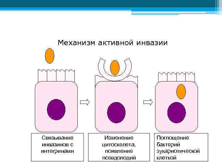 Механизм активной инвазии Связывание инвазинов с интегринами Изменение цитоскелета, появление псевдоподий Поглощение бактерий эукариотической