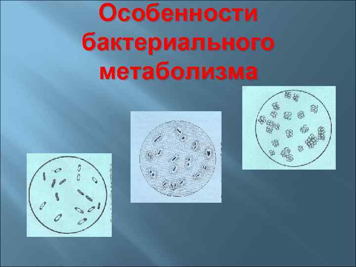Особенности бактериального метаболизма 