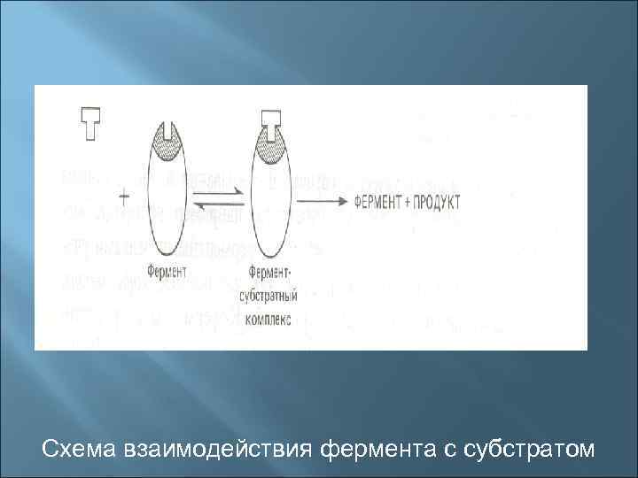 Схема взаимодействия фермента с субстратом 