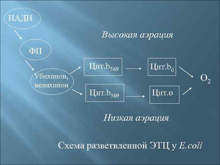 НАДН Высокая аэрация ФП Цит. b 569 Убихинон, менахинон Цит. b 569 Цит. bd
