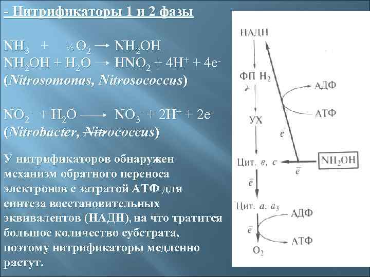 - Нитрификаторы 1 и 2 фазы NH 3 + ½ O 2 NН 2