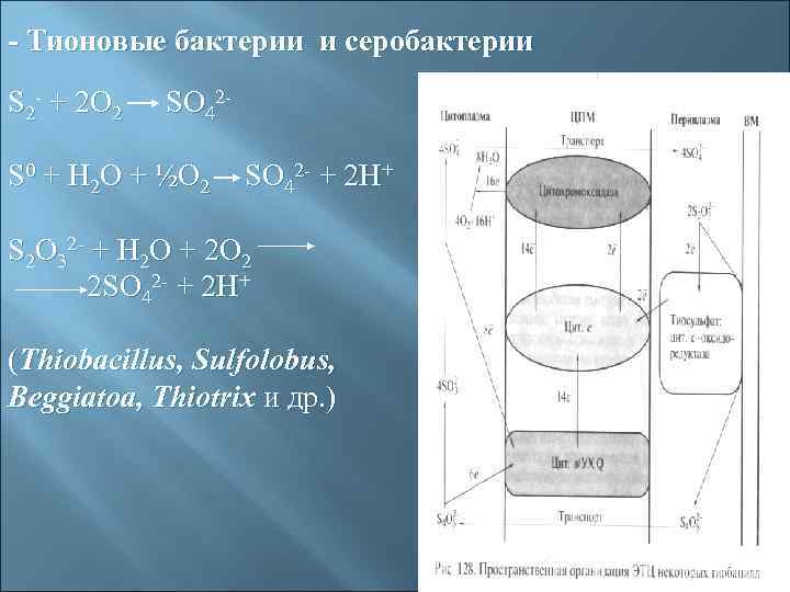 - Тионовые бактерии и серобактерии S 2 - + 2 O 2 SO 42