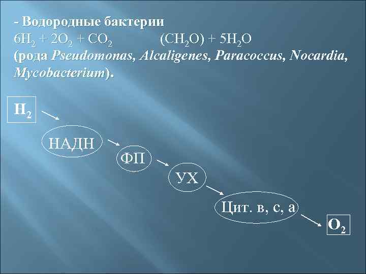 - Водородные бактерии 6 Н 2 + 2 O 2 + CO 2 (CH