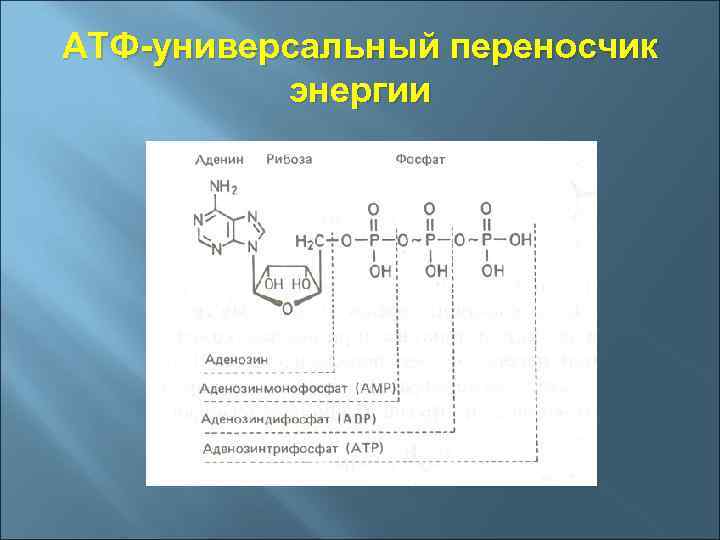АТФ-универсальный переносчик энергии 