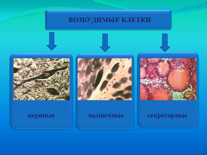 ВОЗБУДИМЫЕ КЛЕТКИ нервные мышечные секреторные 