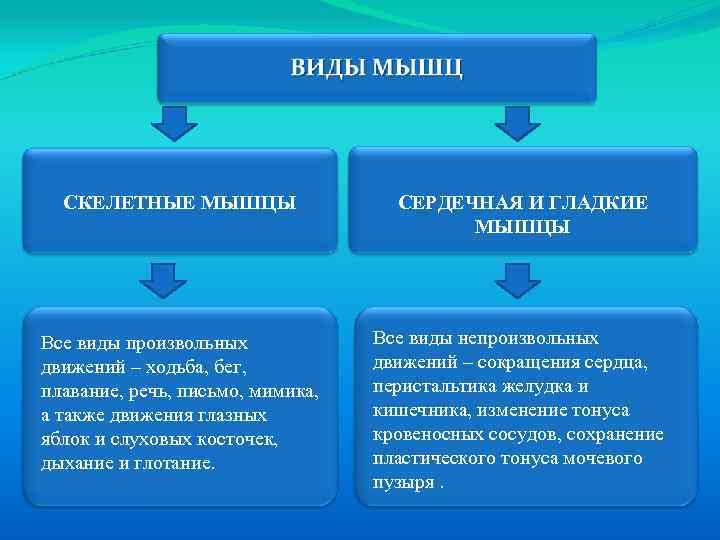 СКЕЛЕТНЫЕ МЫШЦЫ Все виды произвольных движений – ходьба, бег, плавание, речь, письмо, мимика, а