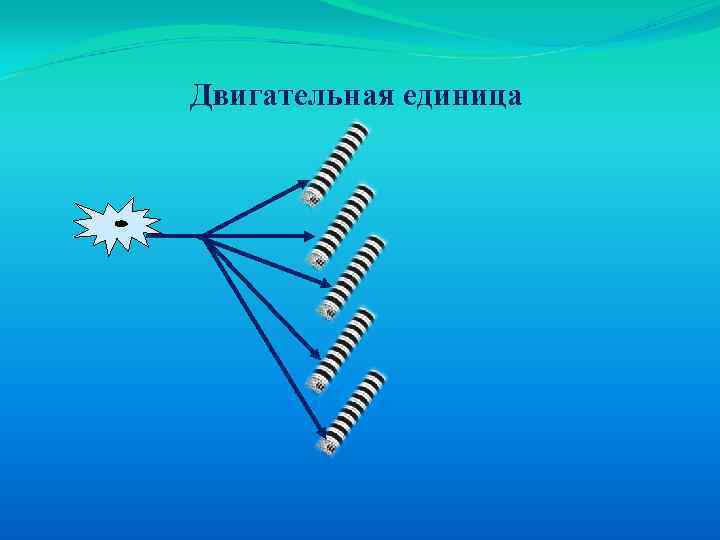 Двигательная единица 