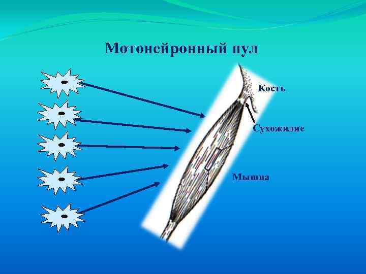 Мотонейронный пул Кость Сухожилие Мышца 