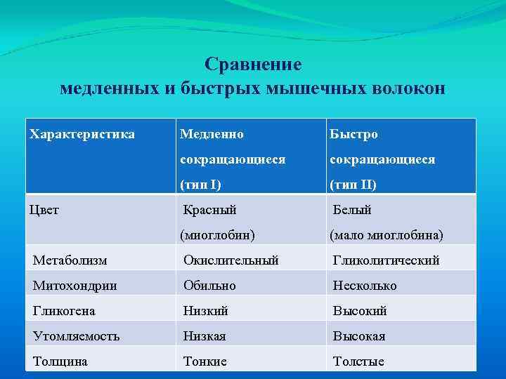 Сравнение медленных и быстрых мышечных волокон Характеристика Медленно Быстро сокращающиеся (тип I) (тип II)