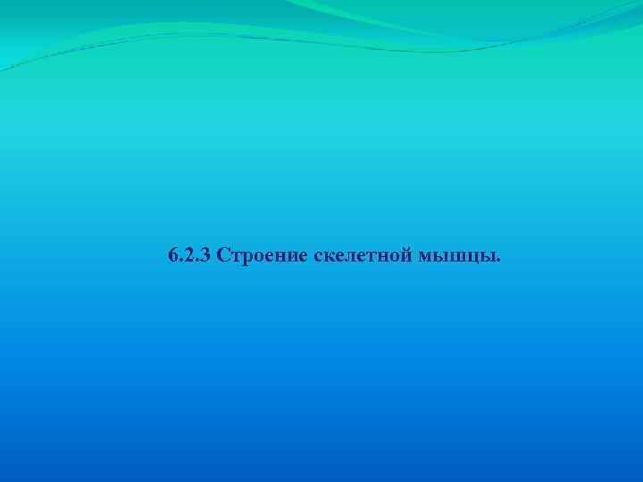 6. 2. 3 Строение скелетной мышцы. 
