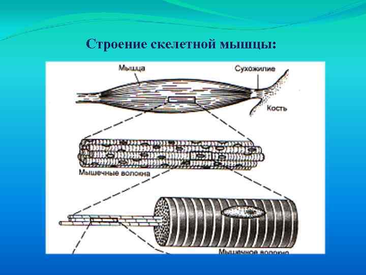 Строение скелетной мышцы: 