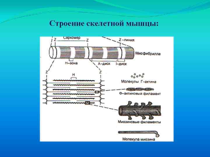 Строение скелетной мышцы: 