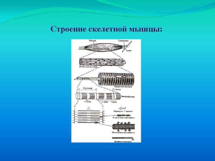 Строение скелетной мышцы: 