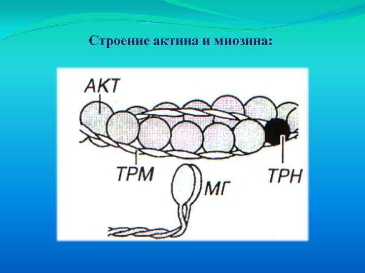 Строение актина и миозина: 