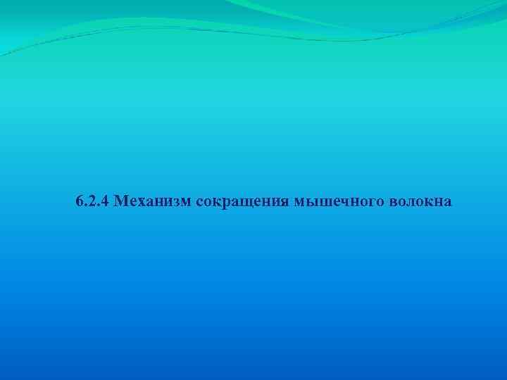 6. 2. 4 Механизм сокращения мышечного волокна 