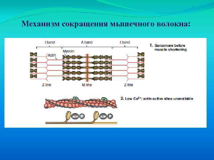 Схема сокращения мышцы