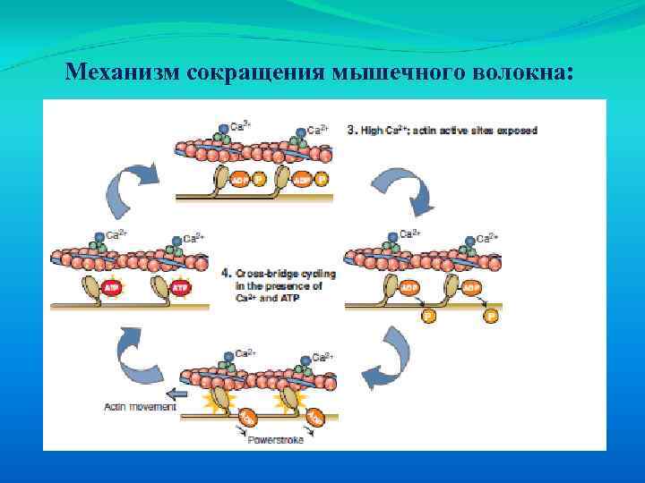 Механизм сокращения мышечного волокна: 