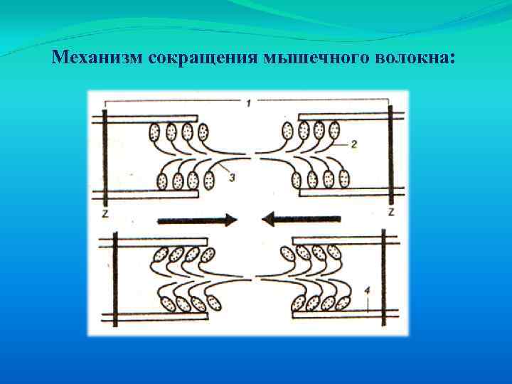 Механизм сокращения мышечного волокна: 