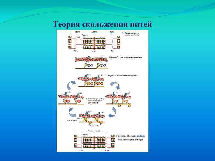 Теория скольжения нитей 
