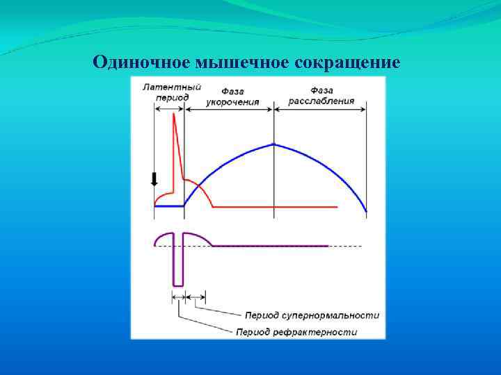 Схема одиночного мышечного сокращения