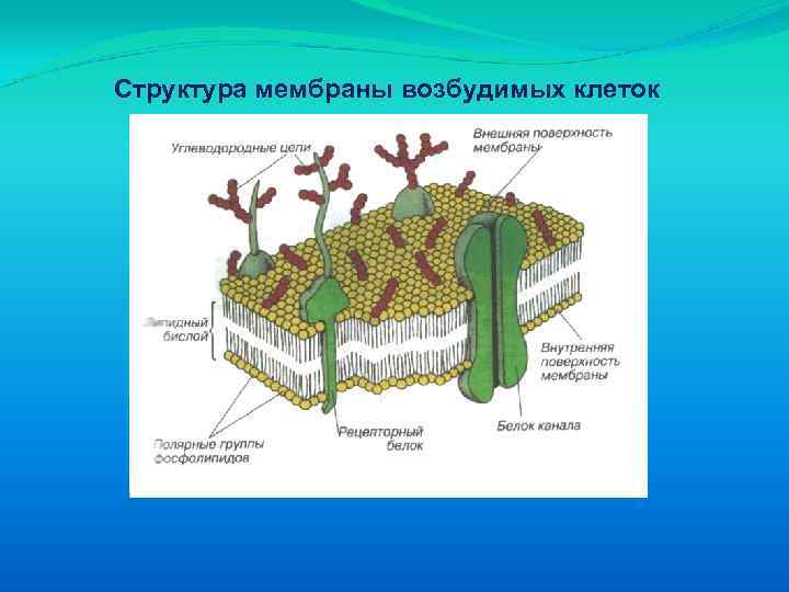 Структура мембраны возбудимых клеток 